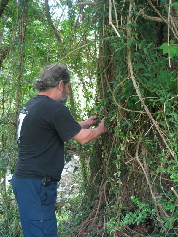 Here I'm weaving the tingid infected plants into the wild Cat's claw to get the tigids established.
In the lower background you can see how close the creek is.
Eddie,