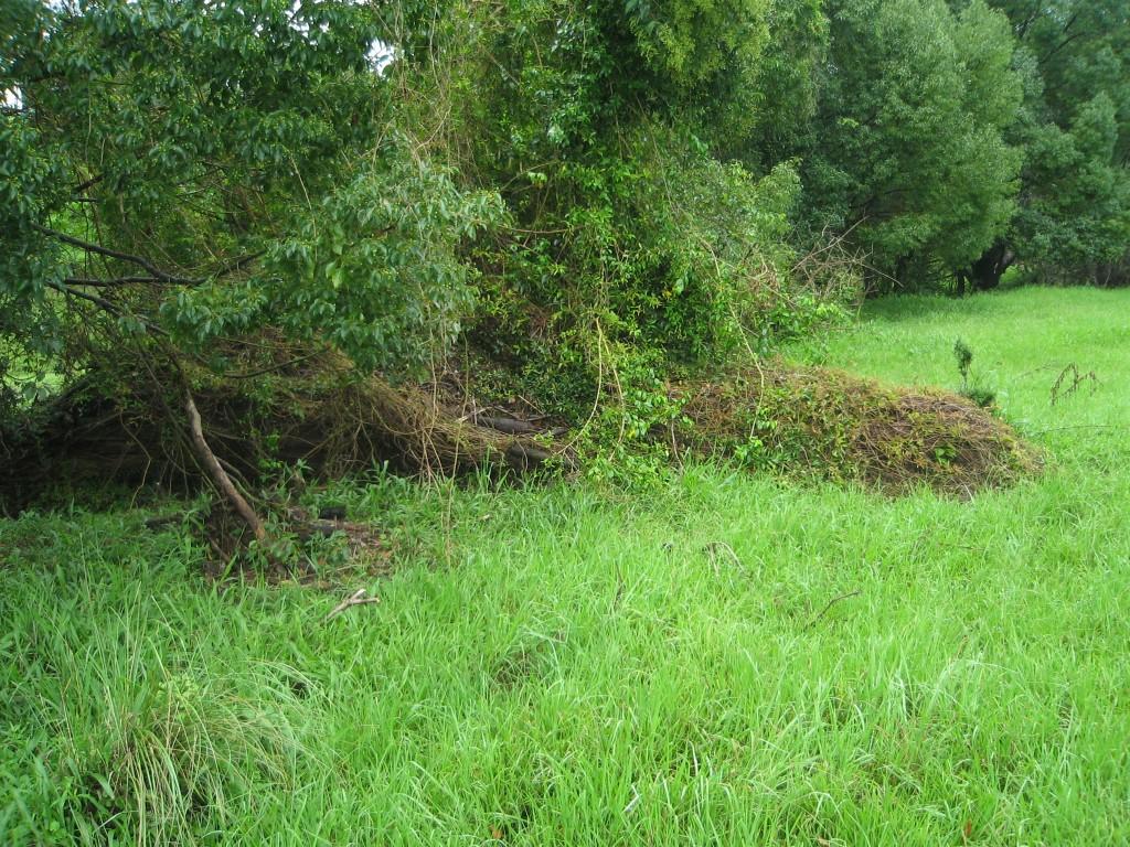 The vine covered stump we used as the main release site fell over some time between 2-dec-07 and 2-feb-08. I'm not sure if it happened before, during or after the main flood. 