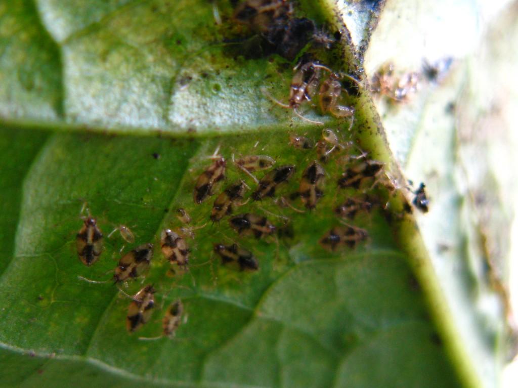 Easter 08.
Nymphs of various sizes on the back of a cat's claw leaf.