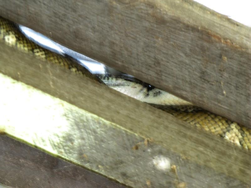 Snaketrap2