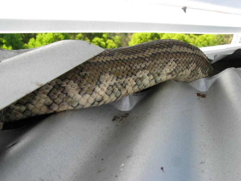 Snaketrap4